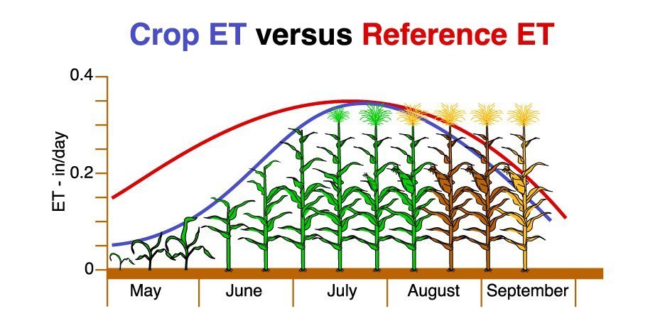 corn ET