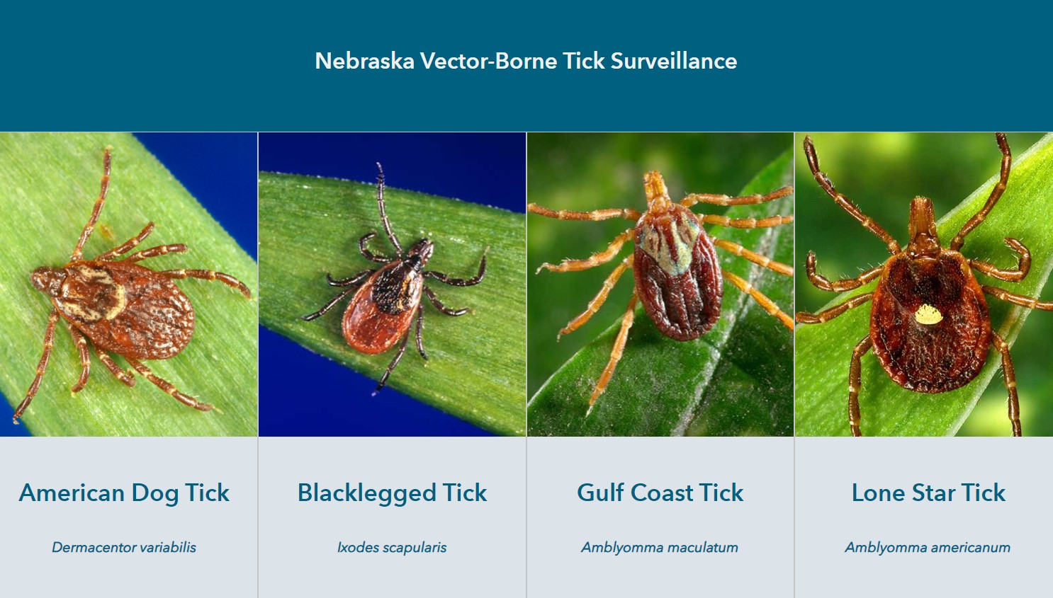 Four tick types on green leaves: American Dog Tick, Blacklegged Tick, Gulf Coast Tick, Lone Star Tick.