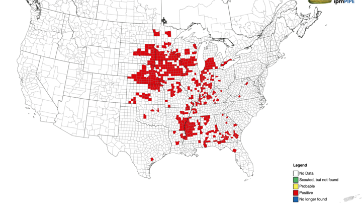 U.S. map showing red areas indicating positive southern corn rust cases in central and southeastern regions.