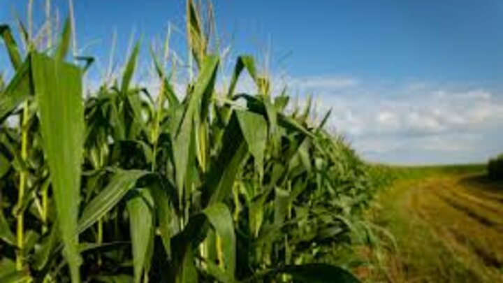 corn